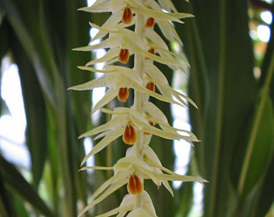 Dendrochilum magnum 