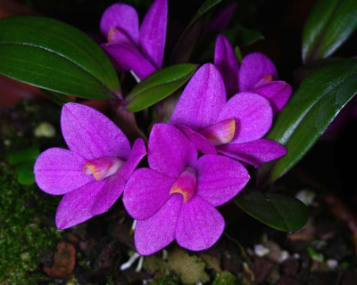 Dendrobium laevifolium