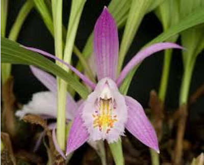 Pleione praecox