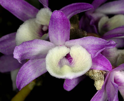 Dendrobium primulinum