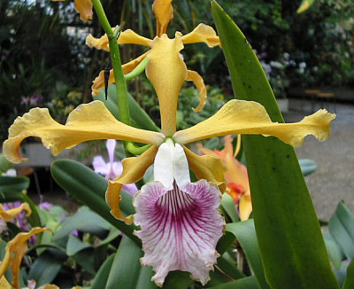 Laelia grandis