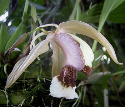 Coelogyne speciosa x usitana