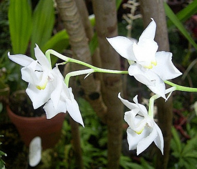 Odontoglossum pulchellum