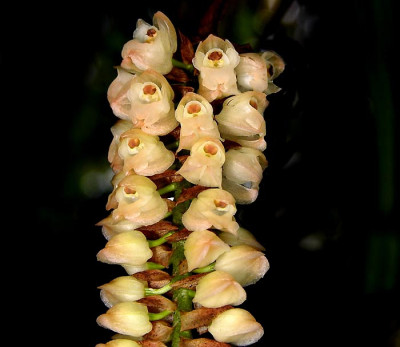 Pholidota imbricata