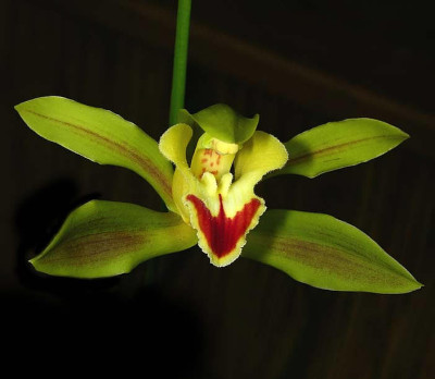 Cymbidium lowianum