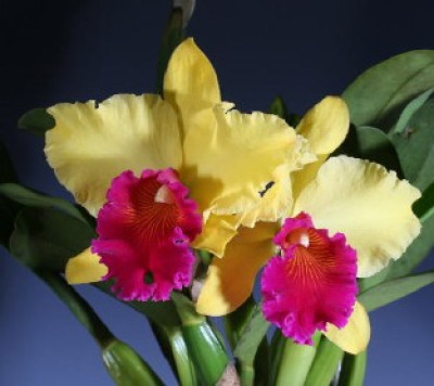 Brassolaeliocattleya Alma Kee 'Tipmalee' AM/AOS