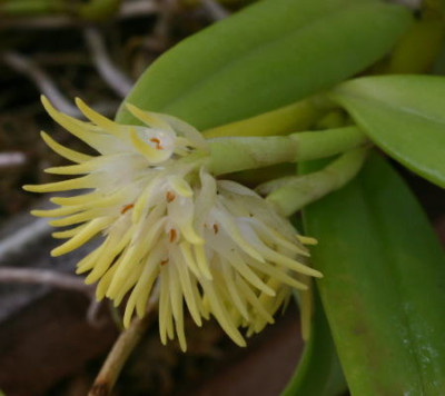 Bulbophyllum odoratissimum