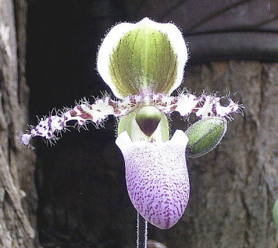 Paphiopedilum victoria-reginae