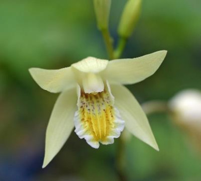 Bletilla striata 'yellow' (abgeblüht / pflanzbereit)