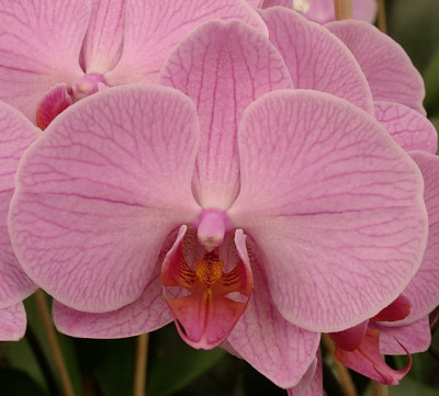 Phalaenopsis Hybride