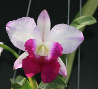 Laeliocattleya Mem. Robert Strait