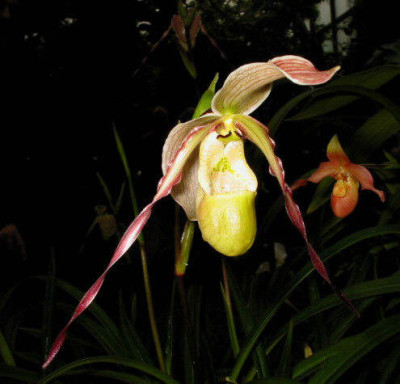 Phragmipedium pearcei