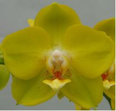 Doritaenopsis Sogo Shito (1 Rispe)