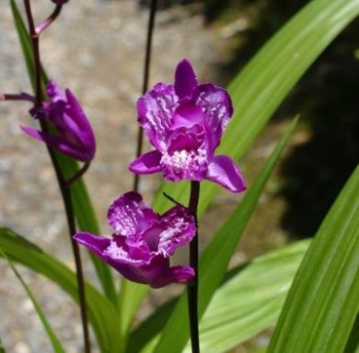 Bletilla Triple Lips