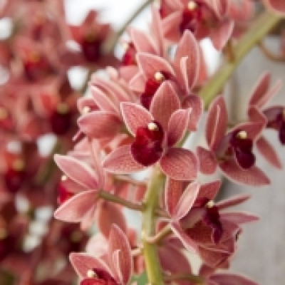 Cymbidium Dorothy Stockstill 'Forgotten Fruit'