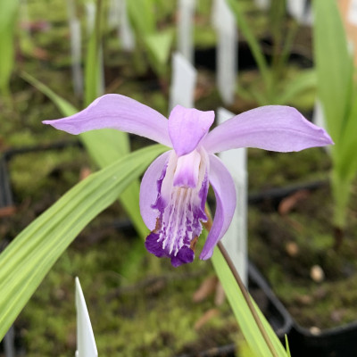 Bletilla striata 'Soryu' (in Blüte/Knospe)