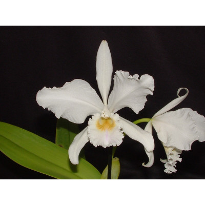 Cattleya warneri 'alba'