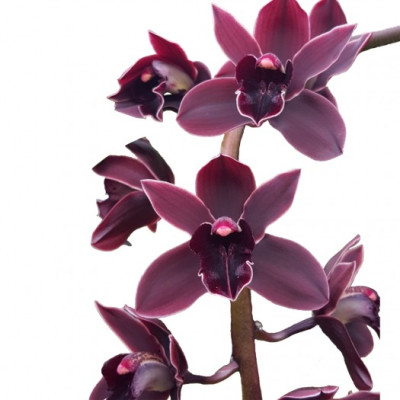 Cymbidium Cali Night (2-3 Rispen)