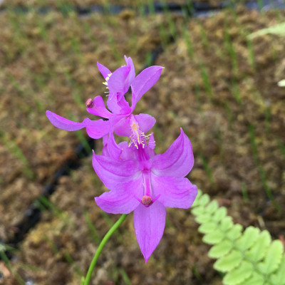 Calopogon tuberoses (abgeblüht / pflanzbereit)