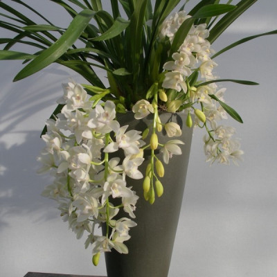 Cymbidium Sarah Jean 'Ice' (4-5 Rispen)