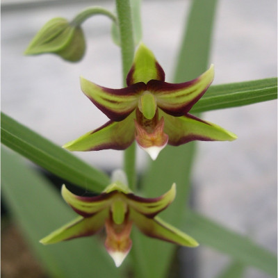 Epipactis verratrifolia (abgeblüht / pflanzbereit)