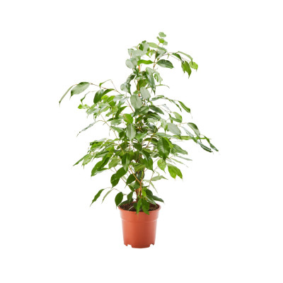 Ficus exotica