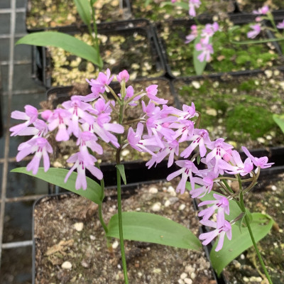 Amitostigma enomotoe (abgeblüht / pflanzbereit)