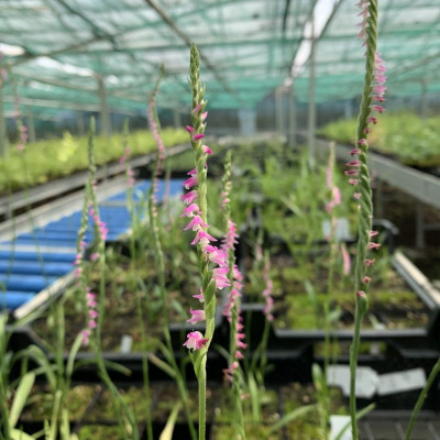 Spiranthes sinensis (abgeblüht, pflanzbereit)