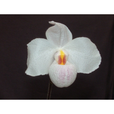 Paphiopedilum Armeni White x delenatii 'alba'