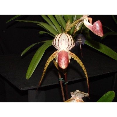 Paphiopedilum Lady Isabel