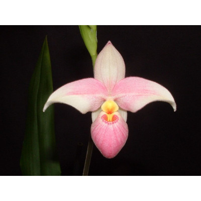 Phragmipedium Hanne Popow