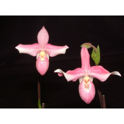 Phragmipedium Petite Queillette