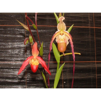 Phragmipedium Red Lightning x Living Fire