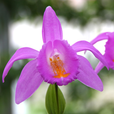 Pleione aurita