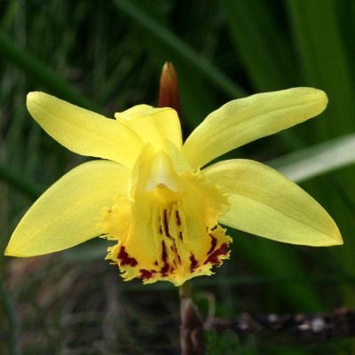 Pleione forestii 'yellow'