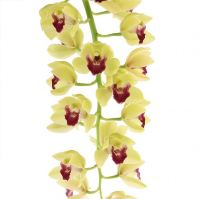 Cymbidium Cascade 'Winny' (2-3 Rispenansätze)