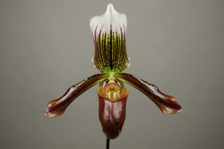 Paphiopedilum Gigas 'Cordean Hall'