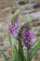 Dactylorhiza praetermissa