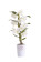 Dendrobium Mini Spring Dream Apollon (6 cm Topf, inkl. Übertopf)