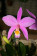 Laelia jongheana