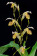 Paphiopedilum platiphyllum (Jgpfl.)