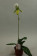 Paphiopedilum Maudiae AMCO 2