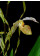 Paphiopedilum platiphyllum (Jgpfl.)