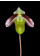 Paphiopedilum violascens