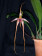 Bulbophyllum echinolabium