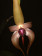 Bulbophyllum echinolabium