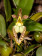 Bulbophyllum lasiochilum