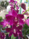 Dendrobium Sa-Nook 'Purple Happiness'