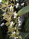 Epidendrum stamfordianum