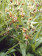 Epipactis gigantea